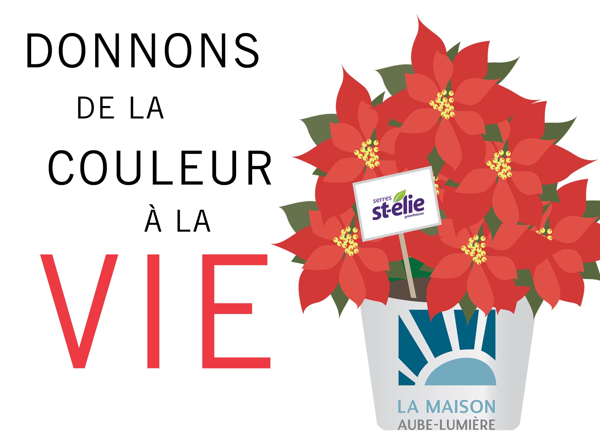 Poinsettias Maison Aube-Lumière