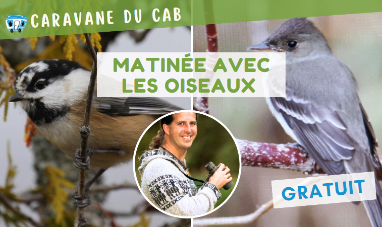 Matinee oiseaux